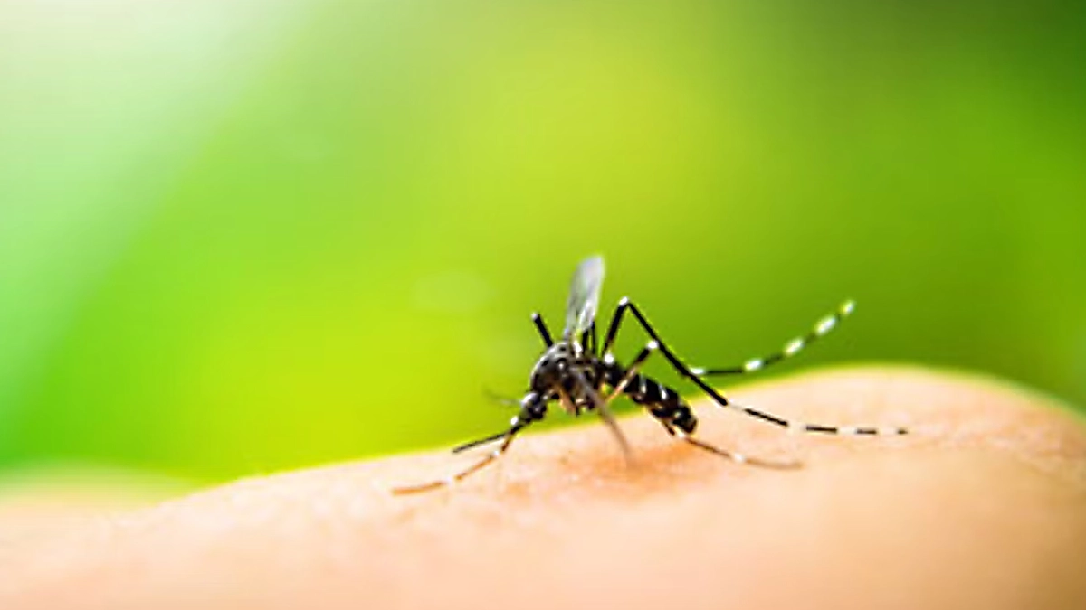 PANAMA EN DIRECTO - La vacuna TAK-003 y el futuro del control del dengue en Panamá